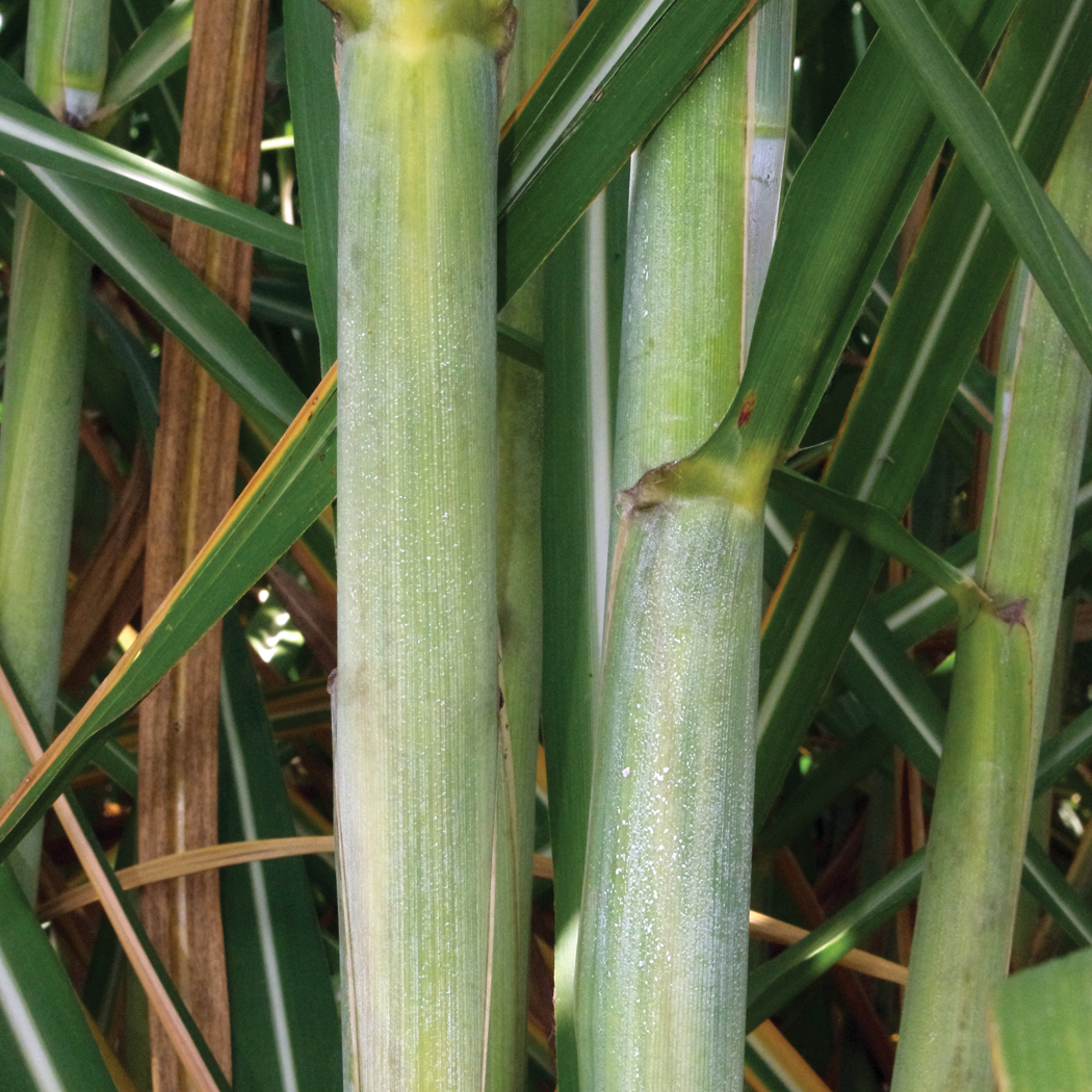 Leaf sheath – No pubescence.